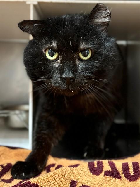 Enlarge BILLY, a Adoptable Domestic Short Hair in York, SC image 1/1