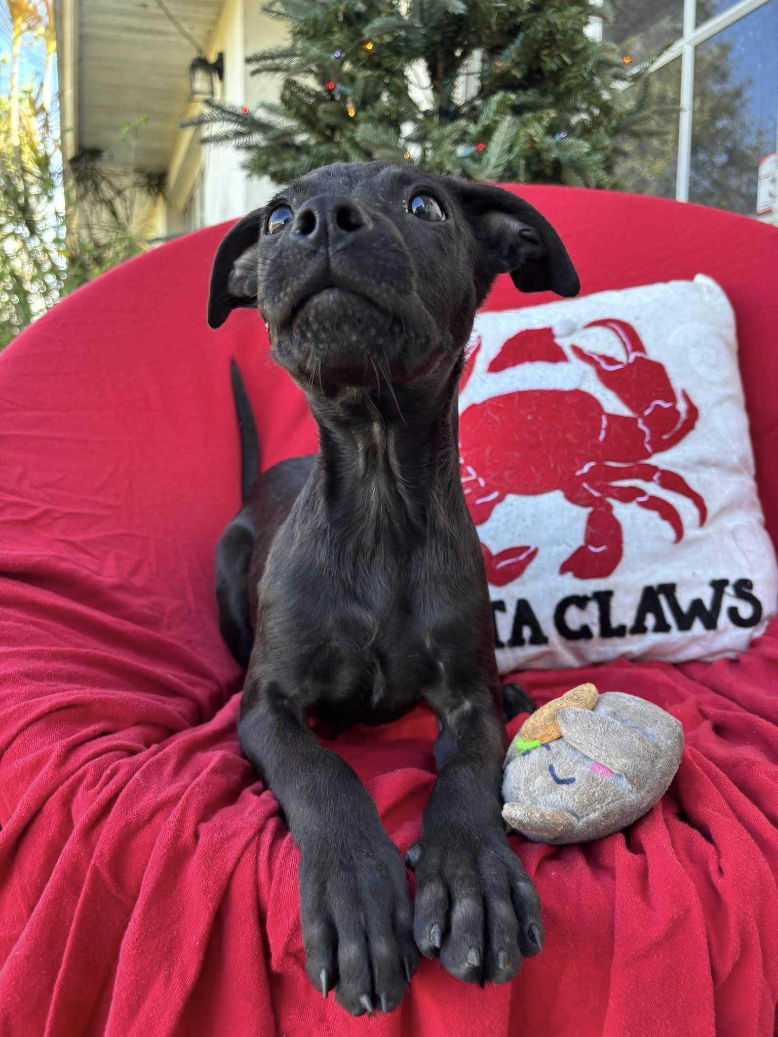 Enlarge Gomez, a Adoptable mixed breed in Arcadia, FL image 1/3