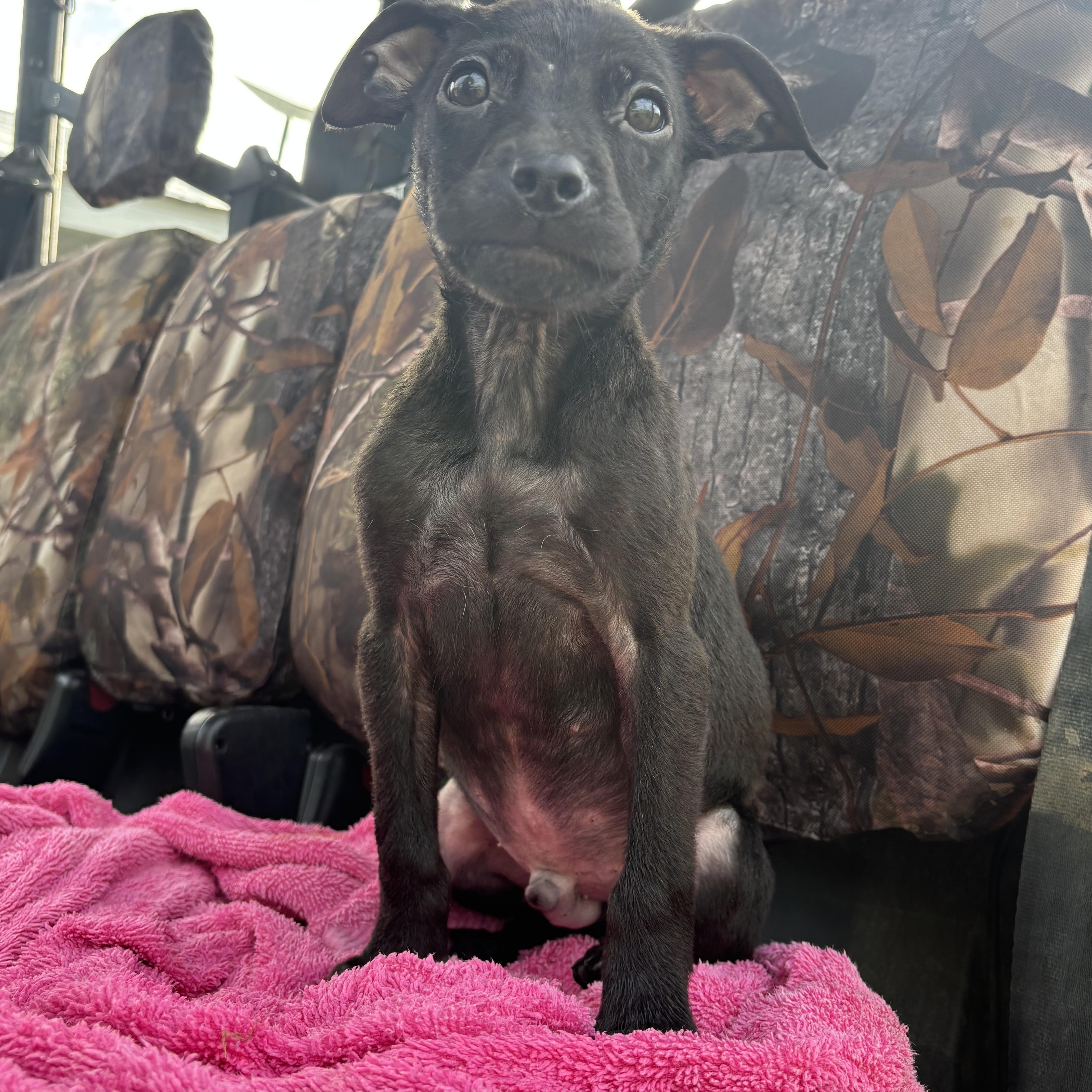 Enlarge Gomez, a Adoptable mixed breed in Arcadia, FL image 3/3