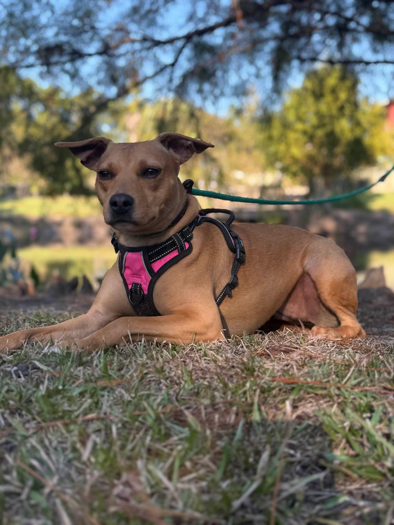 Fancy  The Velcro thumbnail 2