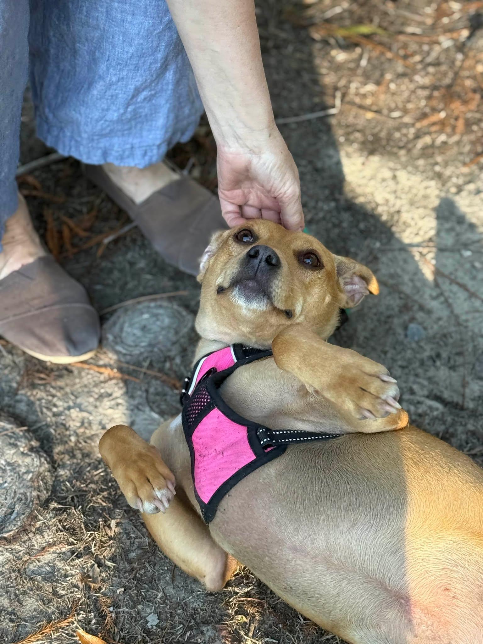 Fancy  The Velcro thumbnail 3