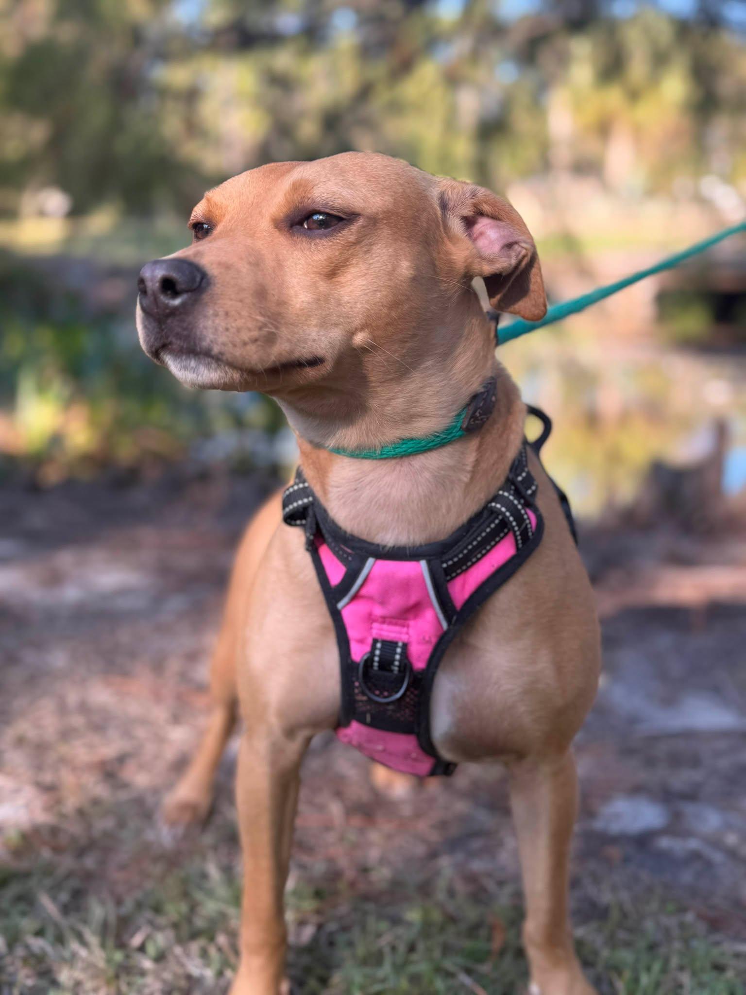 Fancy  The Velcro thumbnail 5