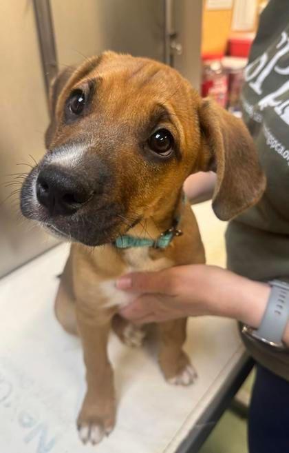 Enlarge Arthur, an adopted mixed breed in Williamsport, PA image 1/1