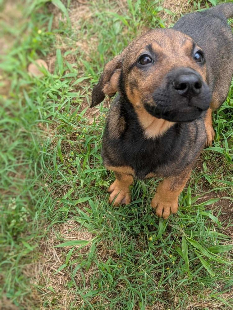 Chickie, Adoptable, Puppy Female Labrador Retriever & Hound.