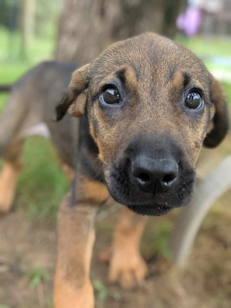 Enlarge Chickie, a Adoptable mixed breed in Dover, AR image 2/6