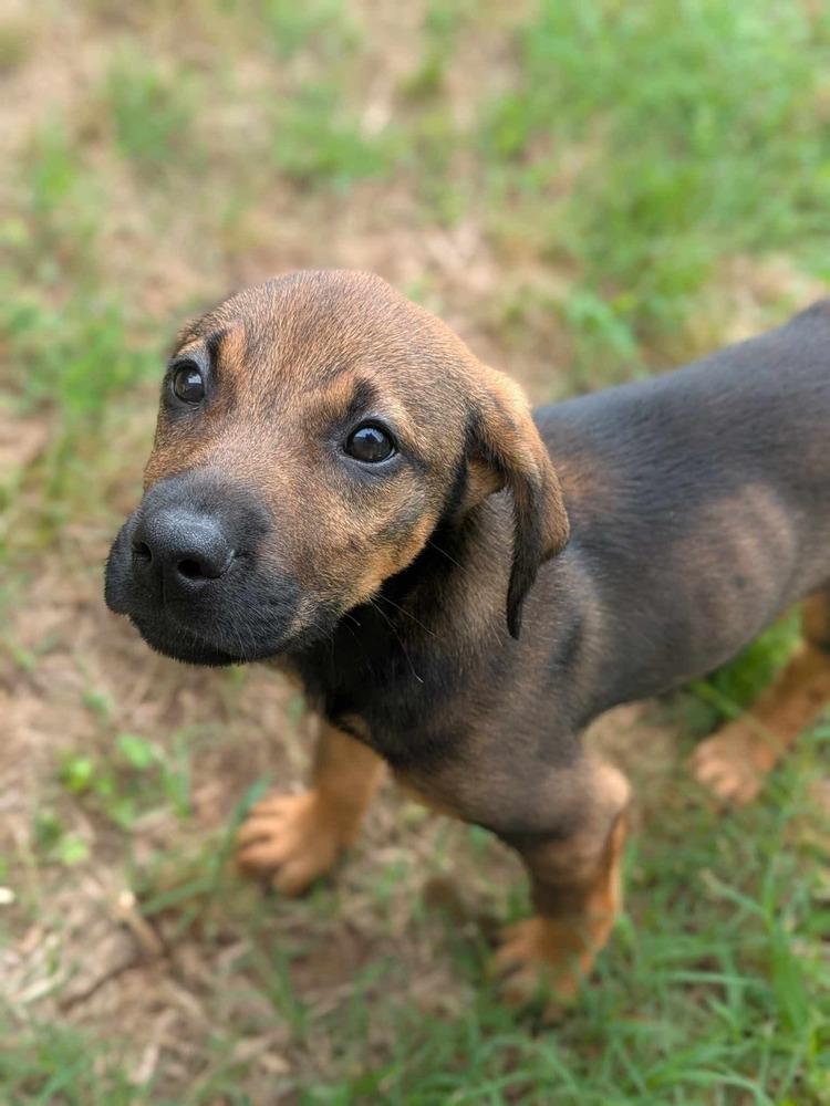 Enlarge Chickie, a Adoptable mixed breed in Dover, AR image 3/6