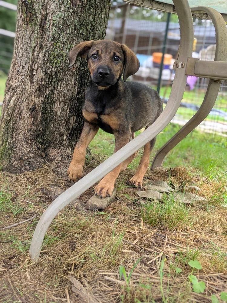 Enlarge Chickie, a Adoptable mixed breed in Dover, AR image 4/6