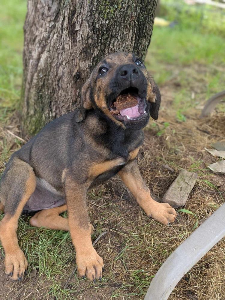Enlarge Chickie, a Adoptable mixed breed in Dover, AR image 5/6
