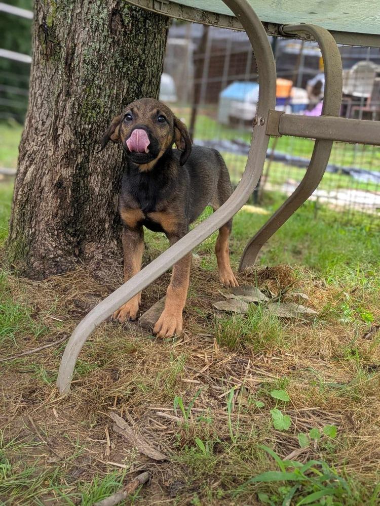Enlarge Chickie, a Adoptable mixed breed in Dover, AR image 6/6