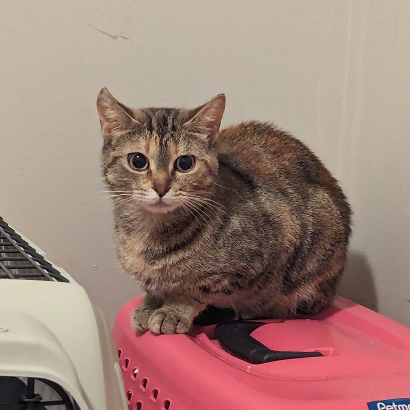 Penny, Adult Female Domestic Short Hair