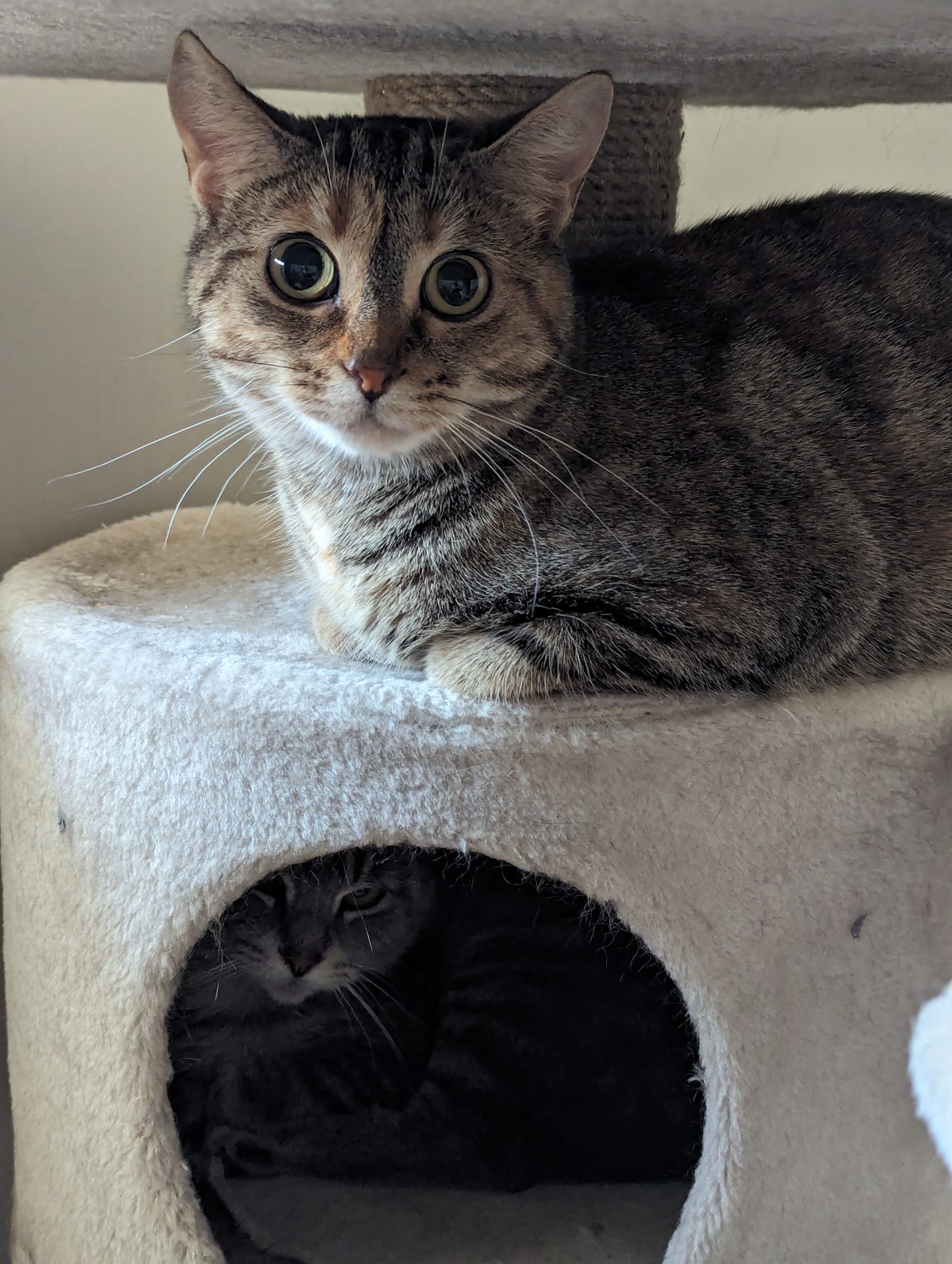 Penny, an adoptable Domestic Short Hair in Spencerville, ON, K0E 1X0 | Photo Image 3