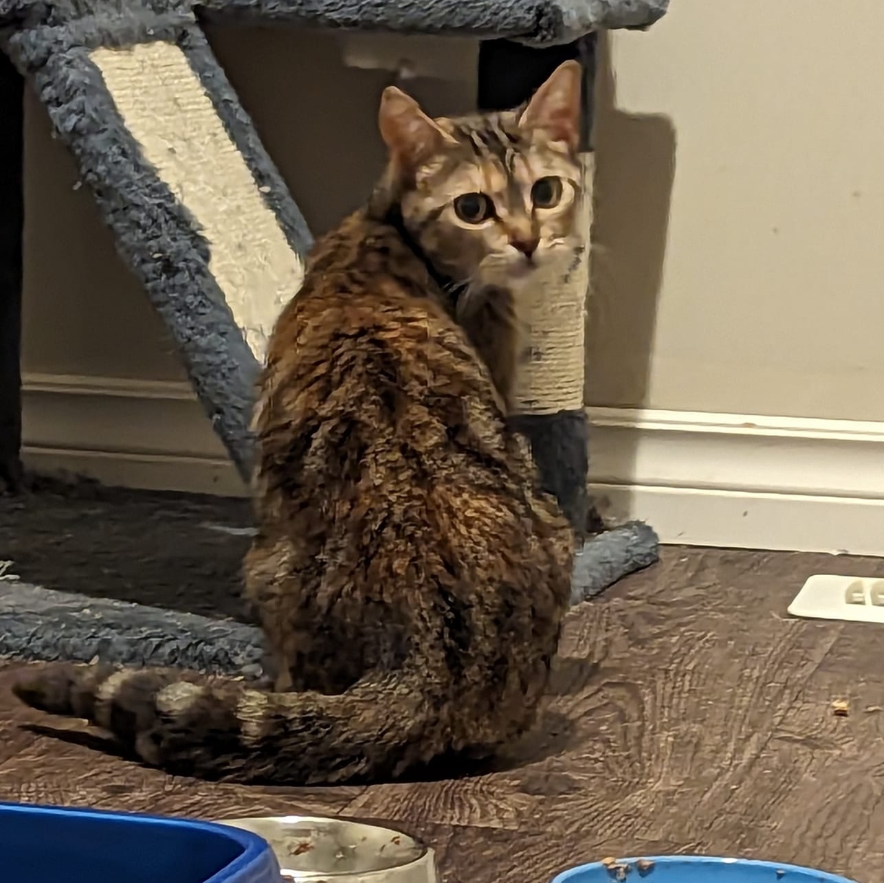 Penny, an adoptable Domestic Short Hair in Spencerville, ON, K0E 1X0 | Photo Image 4