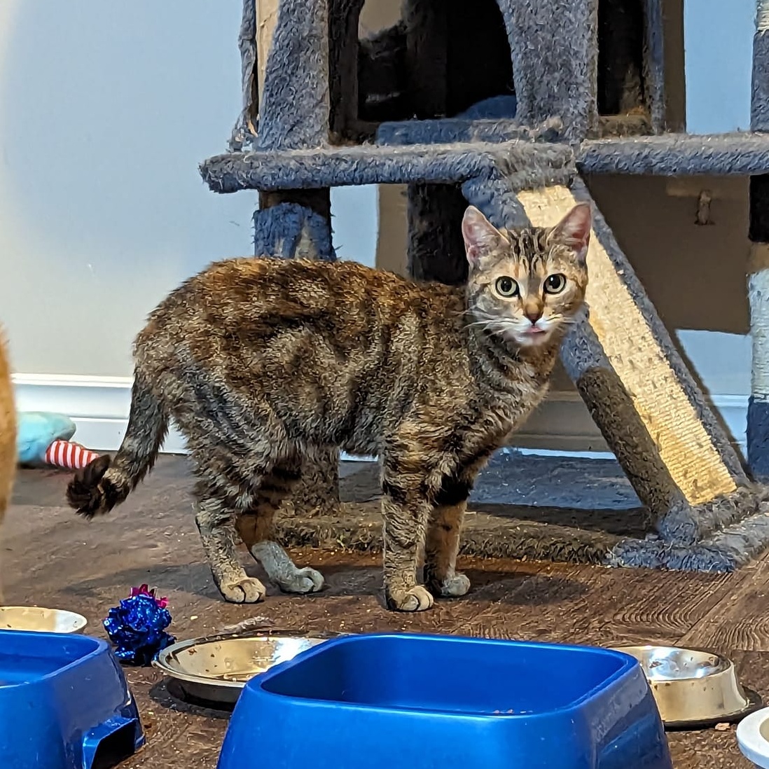 Penny, an adoptable Domestic Short Hair in Spencerville, ON, K0E 1X0 | Photo Image 5
