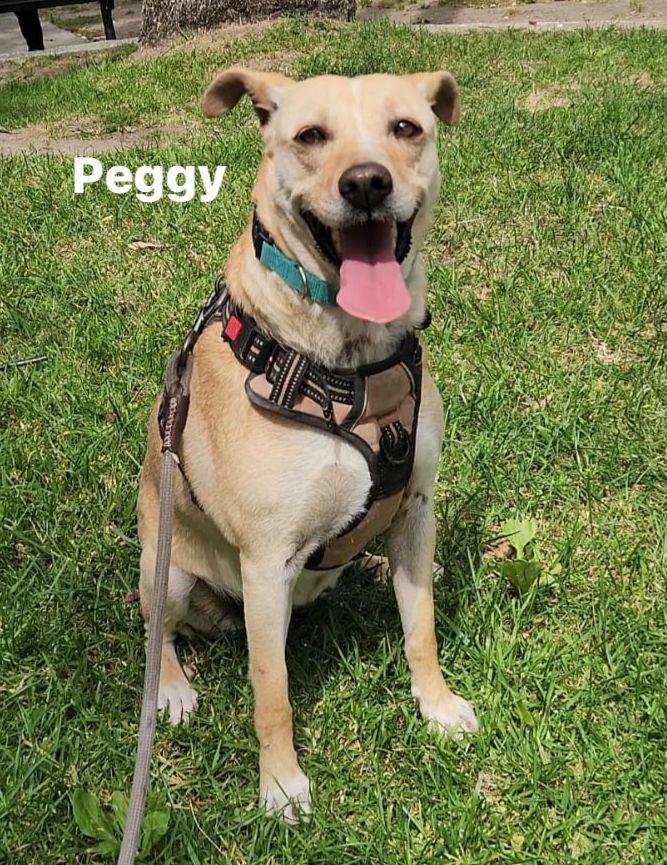 Peggy, a Adoptable Mixed Breed in San Ysidro, CA image 4/6