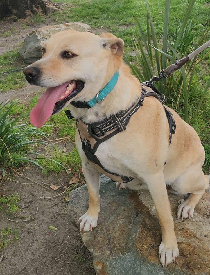 Peggy, a Adoptable Mixed Breed in San Ysidro, CA image 3/6