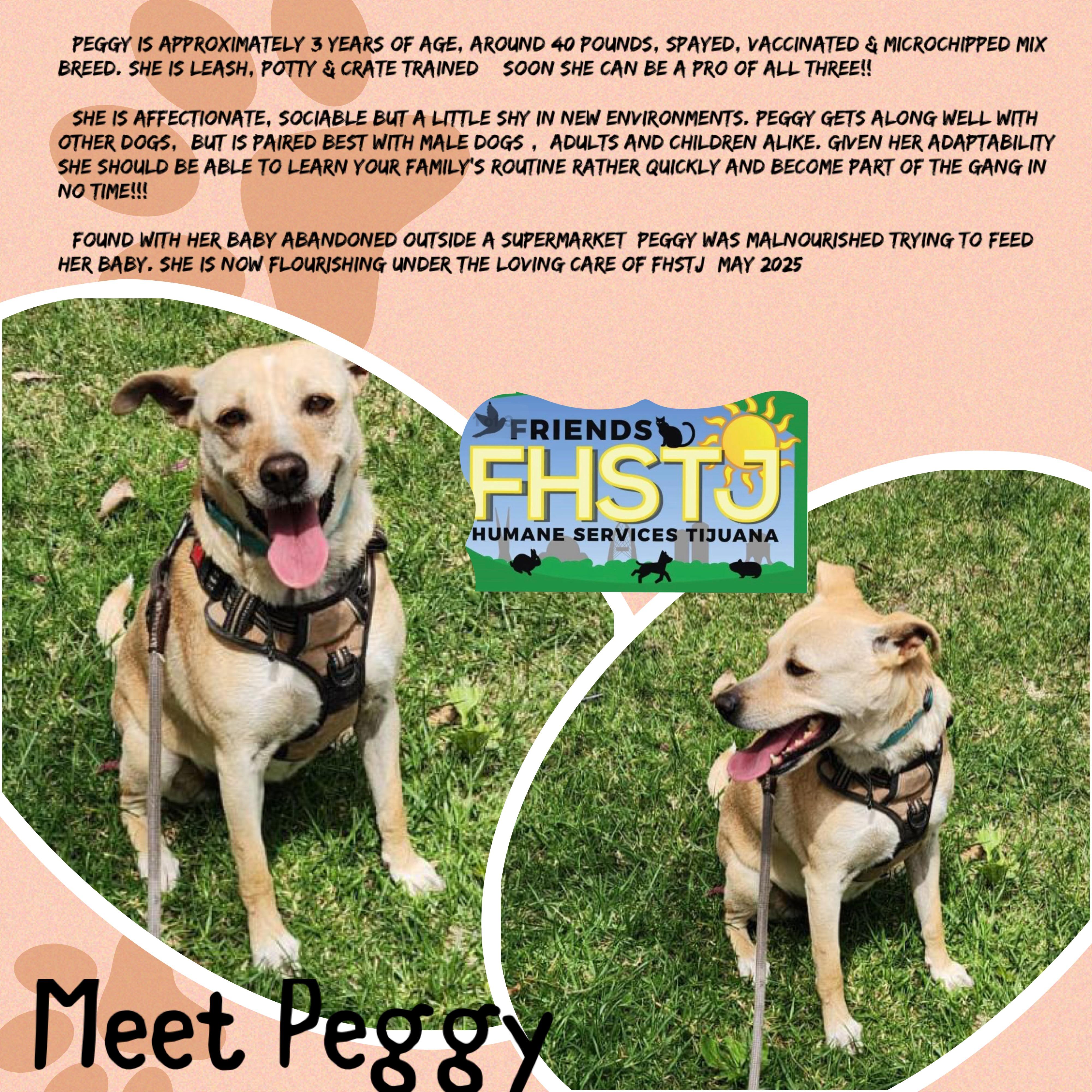 Peggy, a Adoptable Mixed Breed in San Ysidro, CA image 5/6