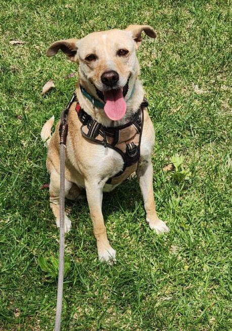 Peggy, a Adoptable Mixed Breed in San Ysidro, CA image 1/6