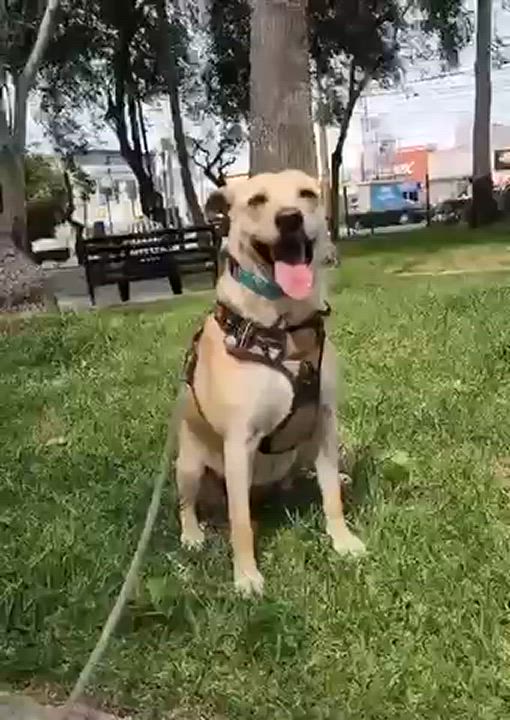 Enlarge Peggy, a Adoptable Mixed Breed in San Ysidro, CA video 2/6