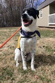 Arlo, a Adoptable mixed breed in Columbus, IN image 1/3