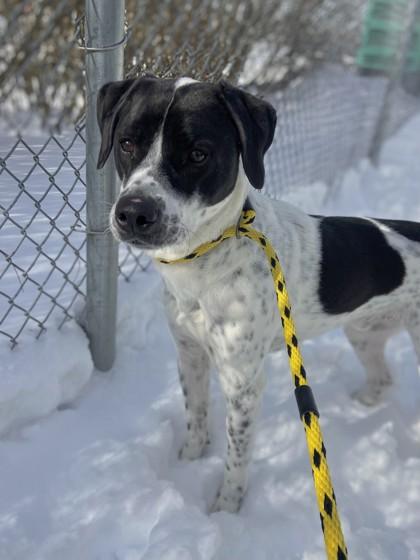 Arlo, a Adoptable mixed breed in Columbus, IN image 3/3
