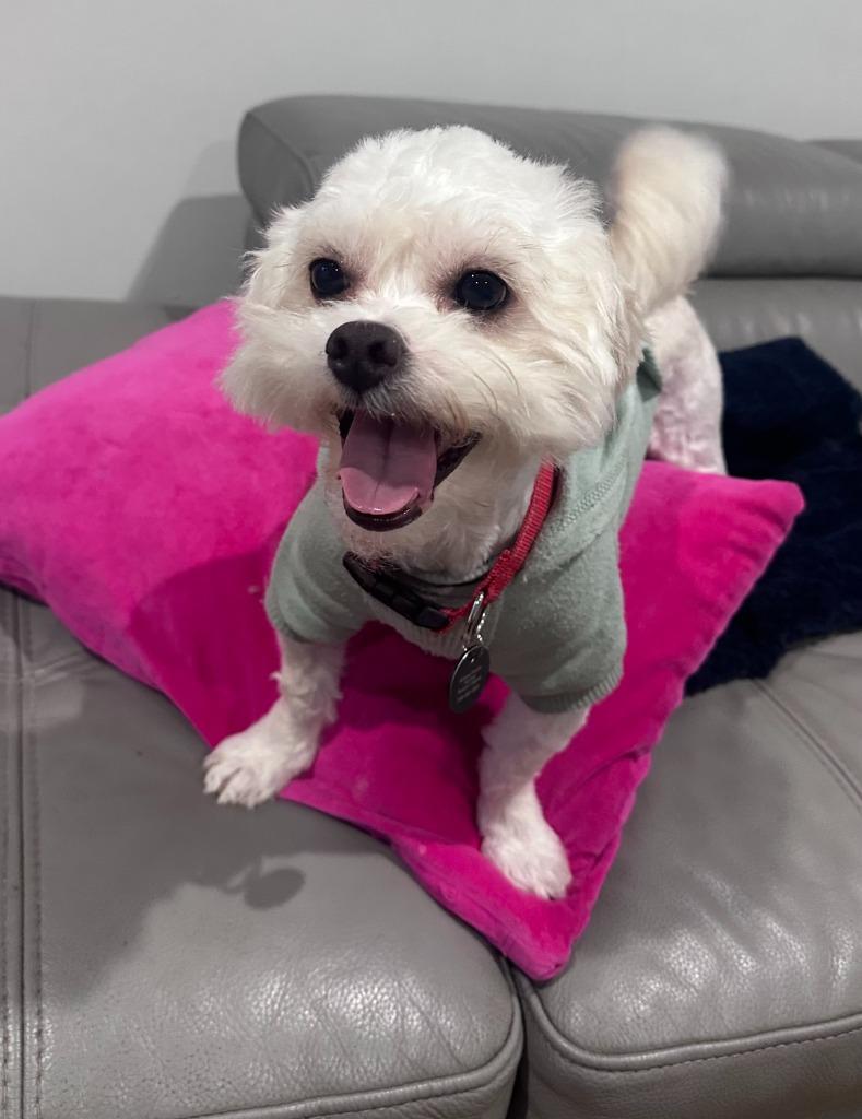 Ken, Adoptable, Adult Male Maltese & Poodle.