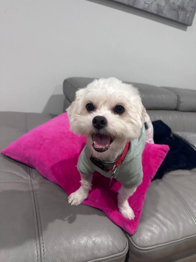 Enlarge Ken, a Adoptable mixed breed in West Bloomfield, MI image 2/4