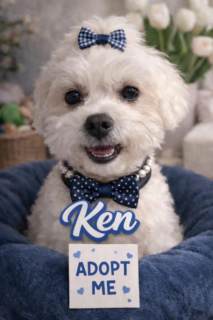 Enlarge Ken, a Adoptable mixed breed in West Bloomfield, MI image 3/4