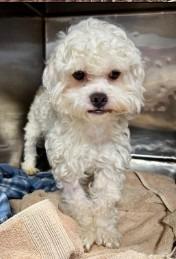 Enlarge Ken, a Adoptable mixed breed in West Bloomfield, MI image 4/4