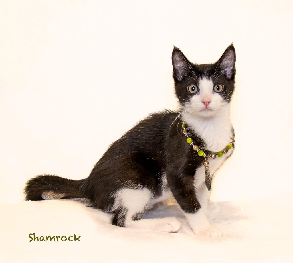 Shamrock, Adoptable, Kitten Female Domestic Short Hair.