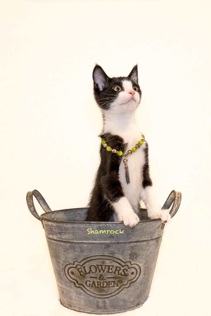 Shamrock, a Adoptable mixed breed in Hot Springs Village, AR image 2/3