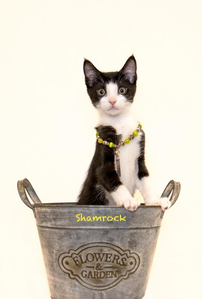 Shamrock, a Adoptable mixed breed in Hot Springs Village, AR image 3/3