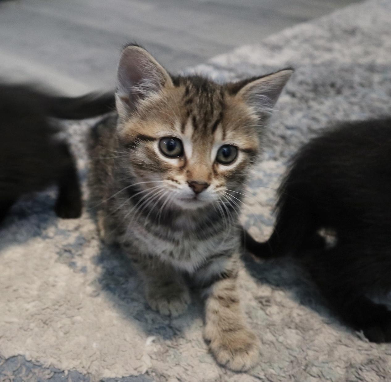 Fonzie, an adopted Domestic Short Hair in Rossville, TN image 2/3