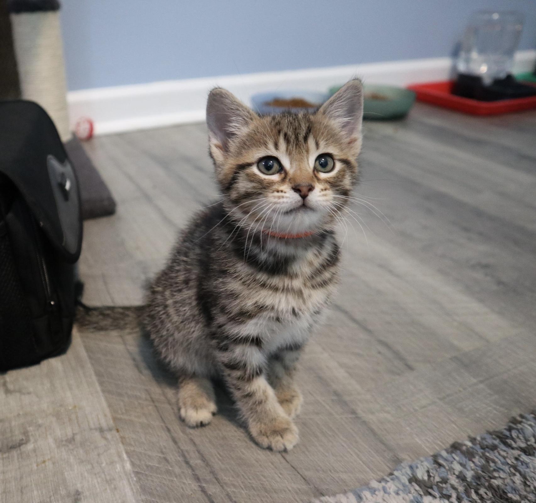Fonzie, adopted, Kitten Male Domestic Short Hair.
