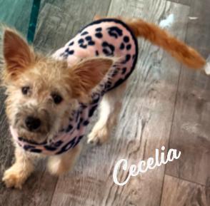 Cecelia Yourveryowntoto