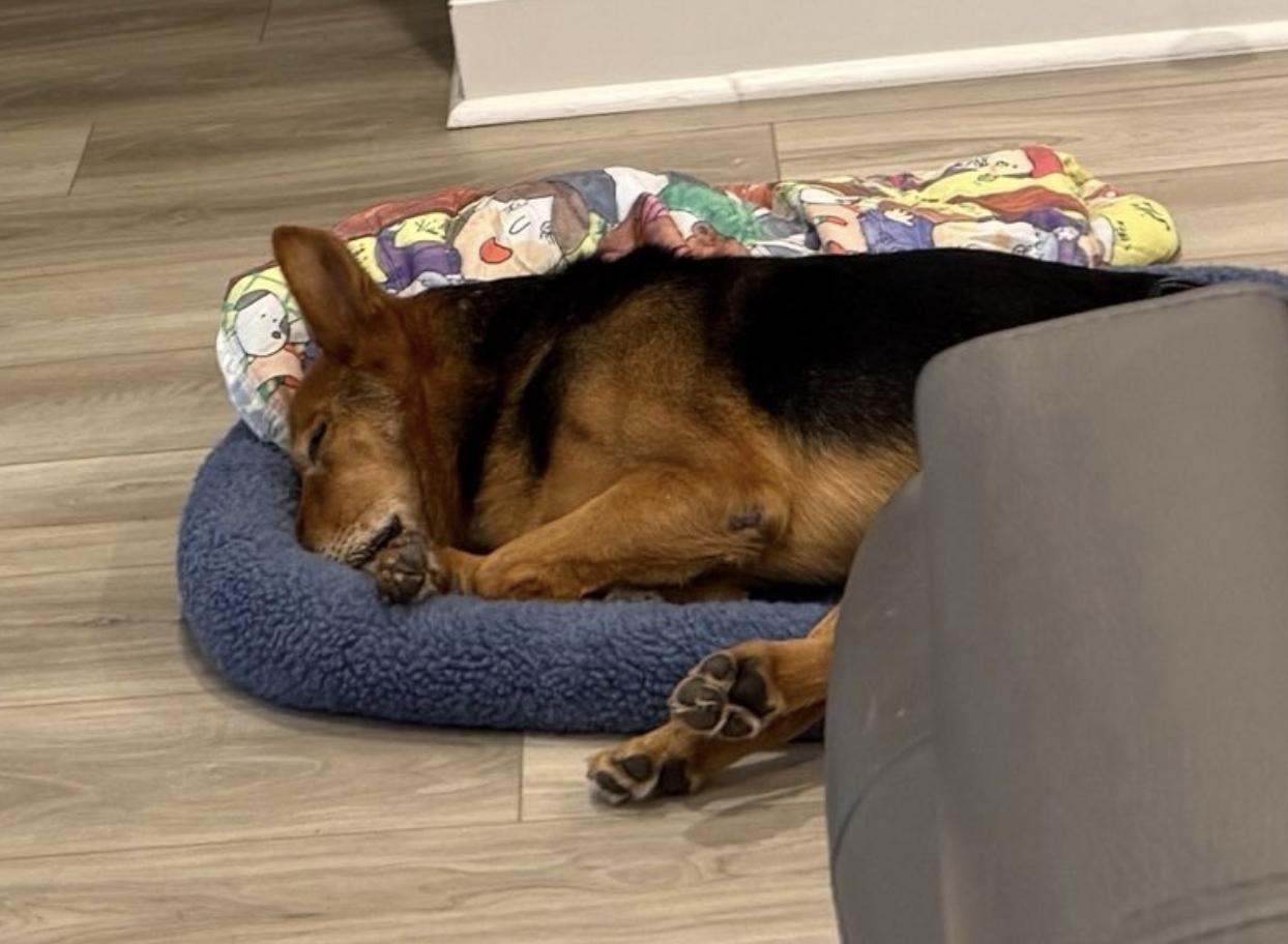 ollie, Adopted, Adult Male Corgi & Beagle.