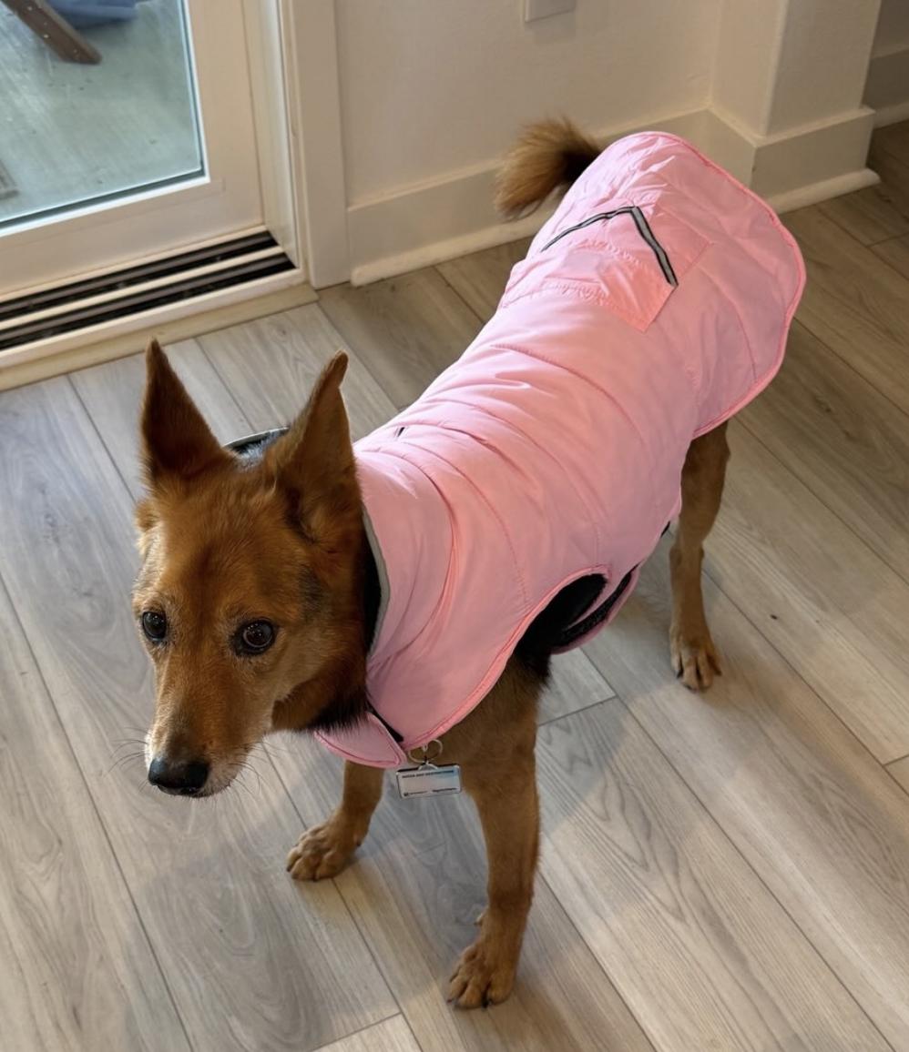 Enlarge ollie, a Adopted mixed breed in Menlo Park, CA image 3/6