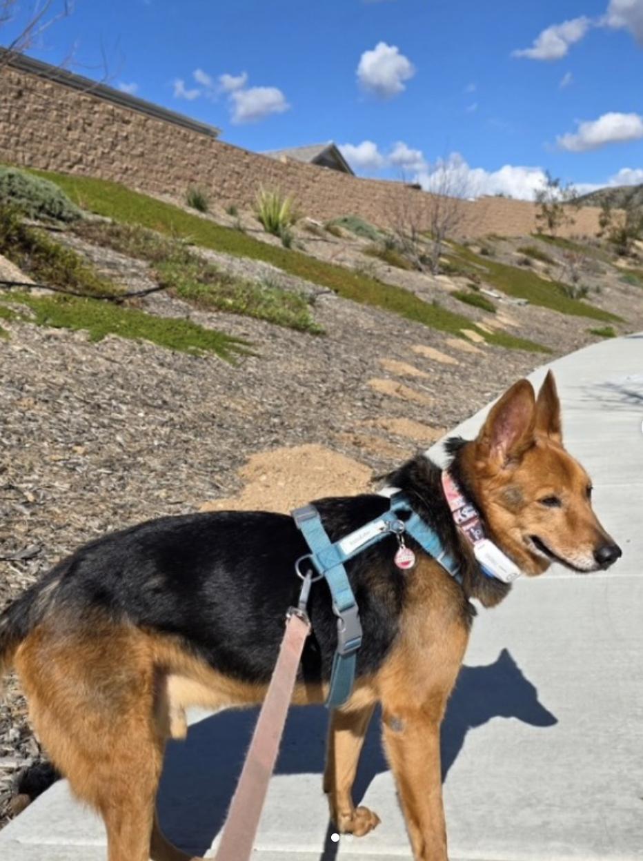 Enlarge ollie, a Adopted mixed breed in Menlo Park, CA image 2/6