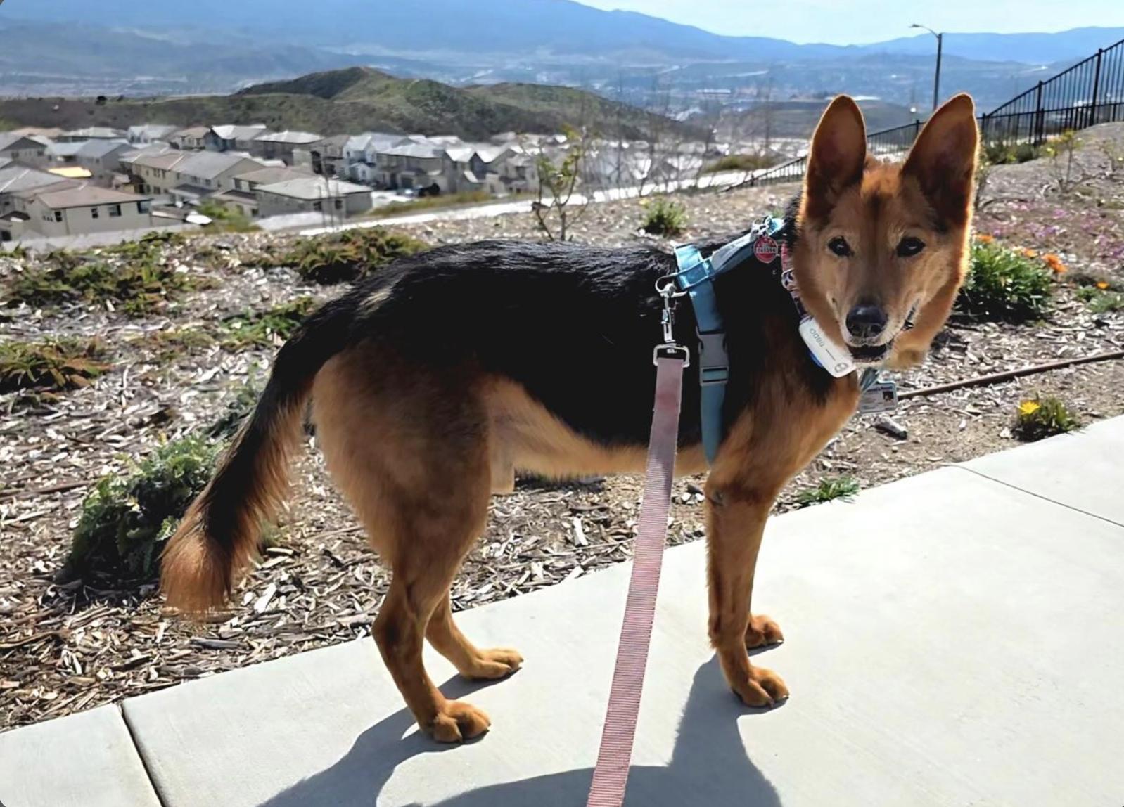 Enlarge ollie, a Adopted mixed breed in Menlo Park, CA image 4/6