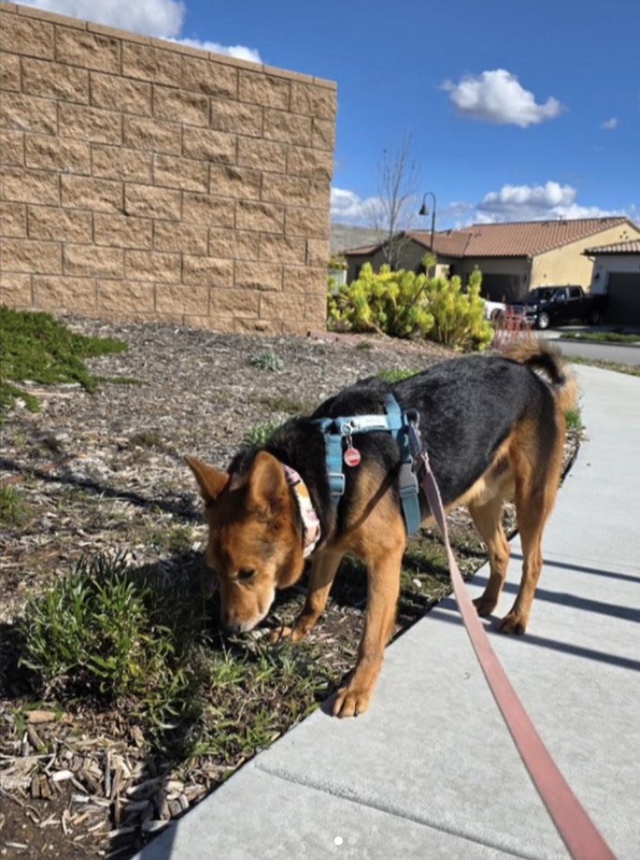 Enlarge ollie, a Adopted mixed breed in Menlo Park, CA image 5/6