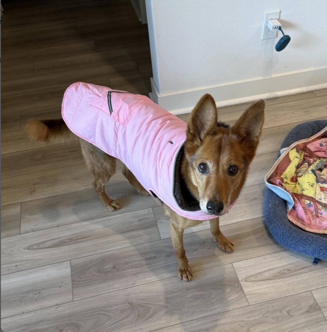 Enlarge ollie, a Adopted mixed breed in Menlo Park, CA image 6/6