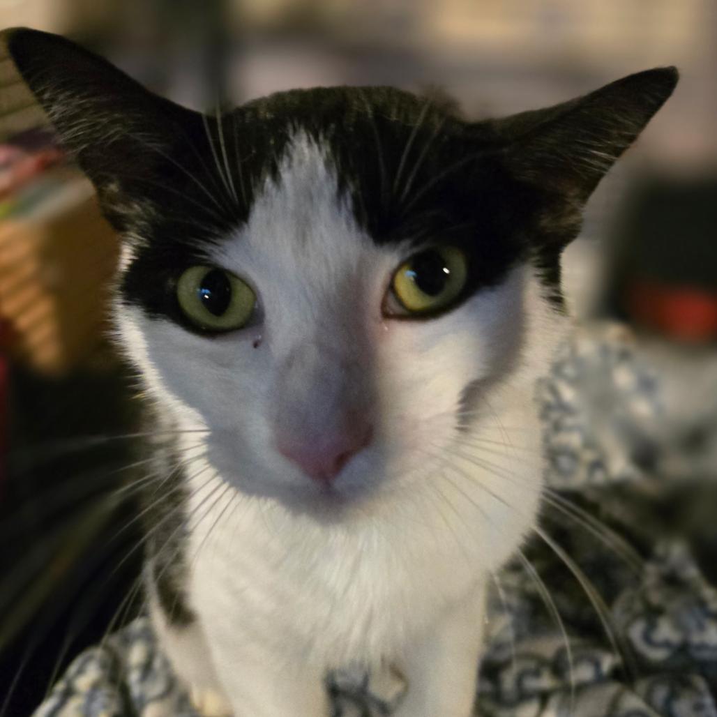 Liberty, Adoptable, Young Female Domestic Short Hair.