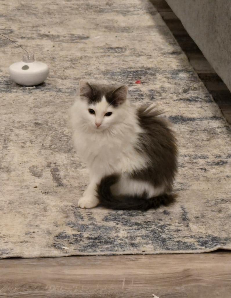 Buffy Summers, Adopted, Kitten Female Domestic Long Hair.