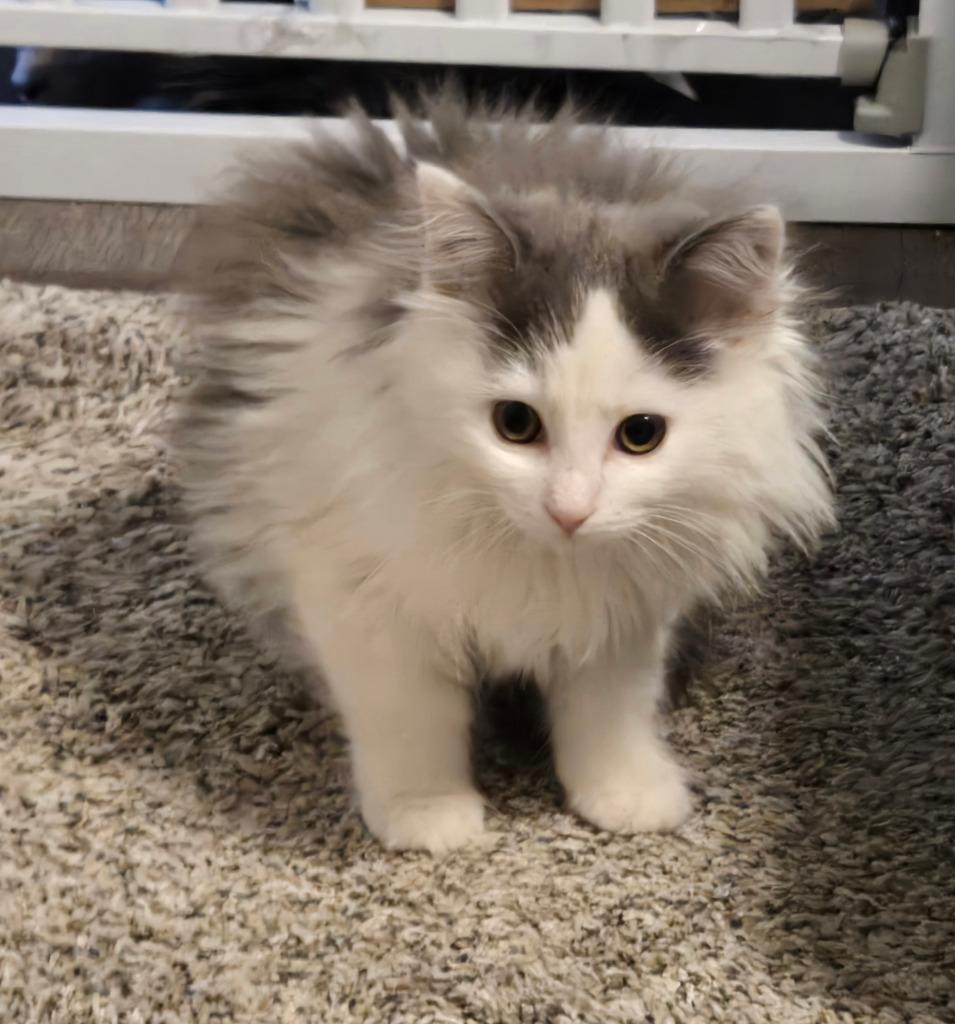 Enlarge Buffy Summers, a Adopted mixed breed in Parkville, MD image 2/3