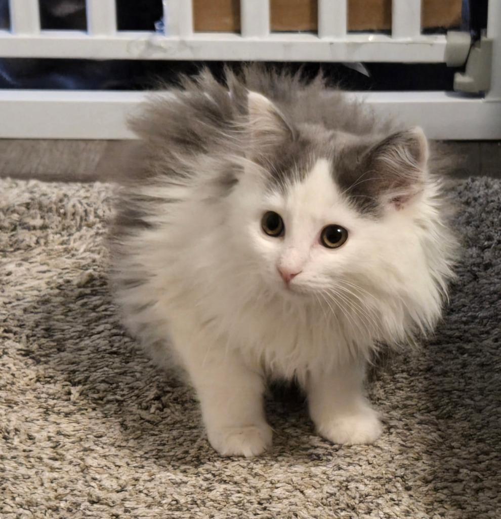 Enlarge Buffy Summers, a Adopted mixed breed in Parkville, MD image 3/3