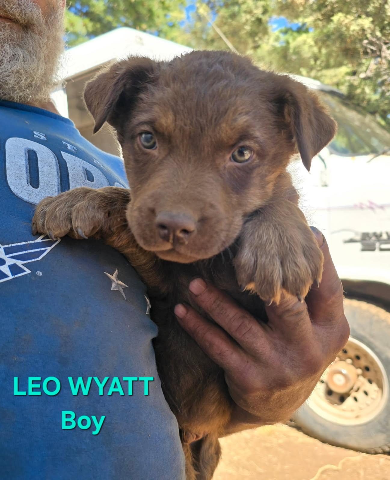 Leo Wyatt, an adoptable Dutch Shepherd in Klamath Falls, OR, 97603 | Photo Image 1
