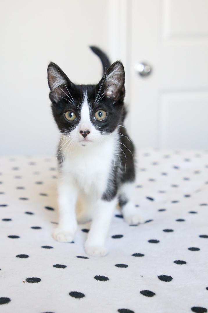 Oakley, adopted, Kitten Male Tuxedo.