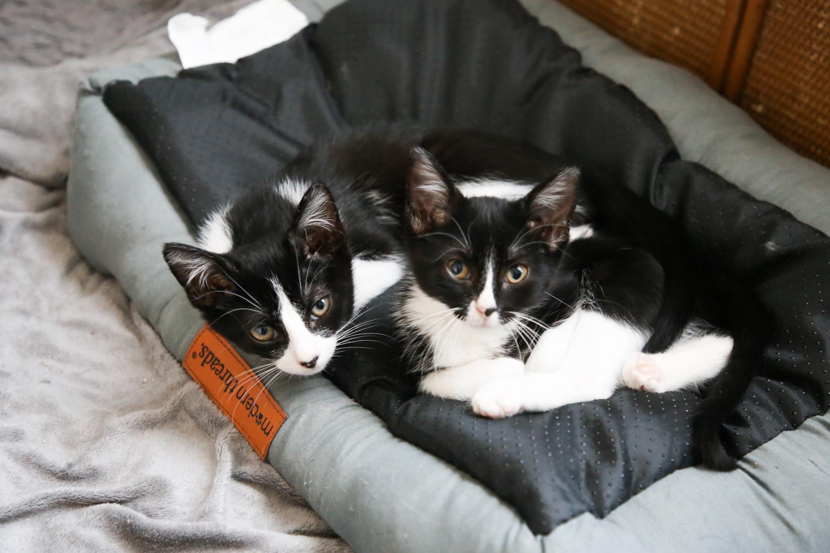 Oakley, an adopted Tuxedo in Fort Worth, TX image 2/2