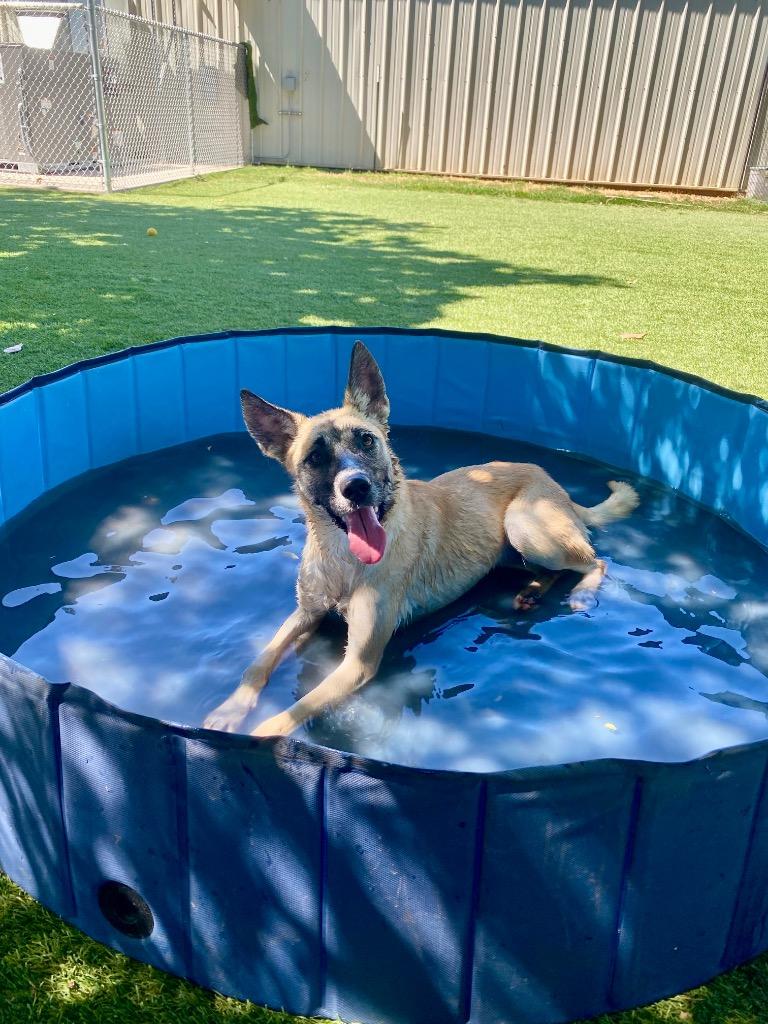 Enlarge Nala, a Adoptable mixed breed in Chico, CA image 1/5