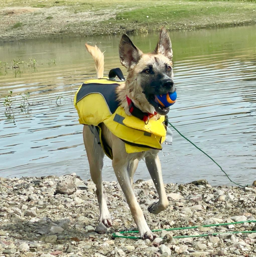 Enlarge Nala, a Adoptable mixed breed in Chico, CA image 2/5
