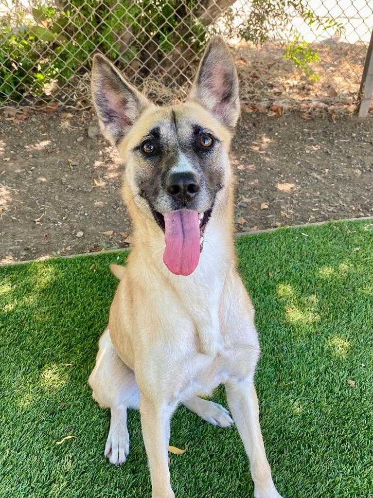 Enlarge Nala, a Adoptable mixed breed in Chico, CA image 4/5
